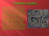 Степная гадюка. ГАДЮКА СТЕПНАЯ (Virepa ursini) меньше обыкновенной, и длина ее туловища с головой не превышает 57 см, обычно не более 45—48 см. Самки несколько крупнее самцов. В отличие от обыкновенной гадюки у степной боковые края морды заострены и несколько приподняты над ее верхней частью, а нозд