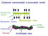 Строение миозиновой и актиновой нитей. Миозиновая нить Актин - мономер Тропомиозин Тропонин. Поперечный мостик. Миозиновая головка. Актиновая нить