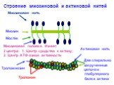 Миозин Мостик. Миозиновая головка. Имеет 2 центра: 1. Центр сродства к актину; 2. Центр АТФ-азной активности. Две спирально закрученные цепочки глобулярного белка актина