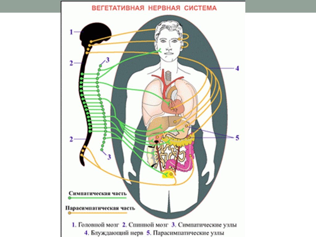 Вегетативные части тела. Вегетативная нервная система. Соматическая нервная система анатомия. Строение вегетативной нервной системы. Зарисовка соматическая и вегетативная нервная система.