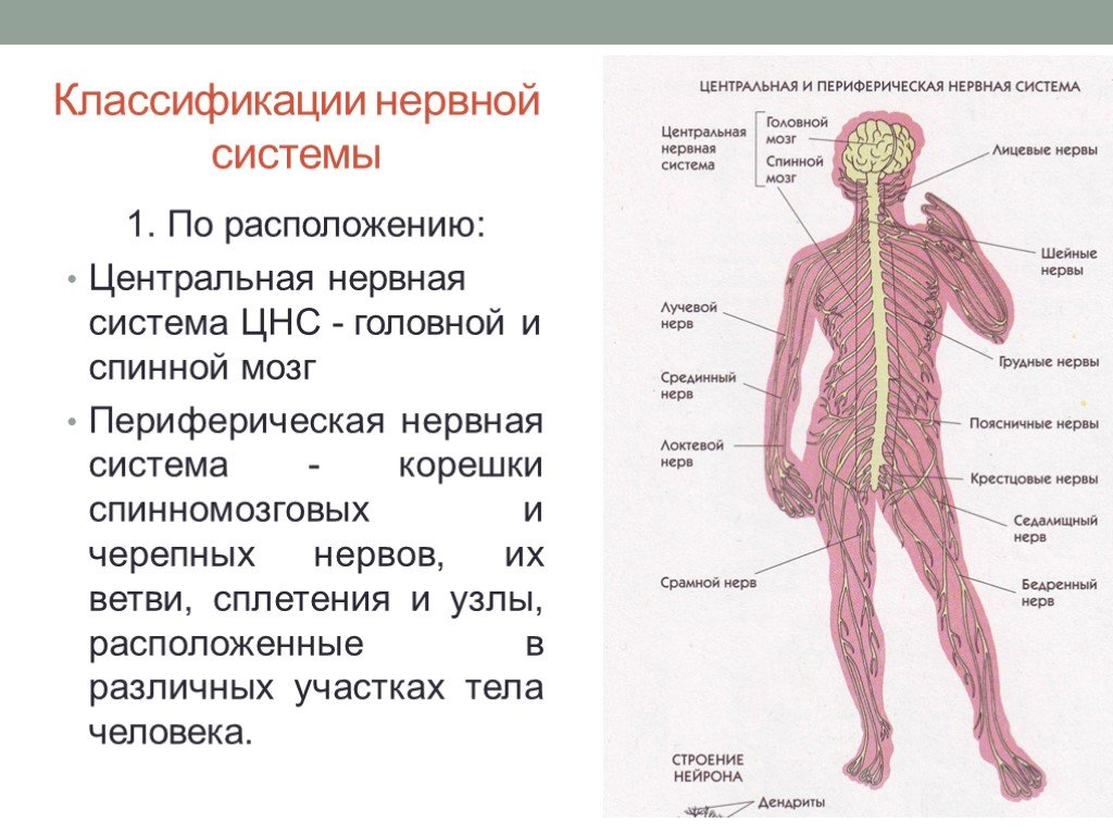 Какие органы входят в нервную систему человека. Строение нервной системы нервная система ЦНС периферическая. Спинномозговой нерв строение и классификация. Нервная система Центральная и периферическая схема. ЦНС И периферическая нервная система таблица.