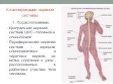 Классификации нервной системы. 1. По расположению: Центральная нервная система ЦНС - головной и спинной мозг Периферическая нервная система - корешки спинномозговых и черепных нервов, их ветви, сплетения и узлы, расположенные в различных участках тела человека.