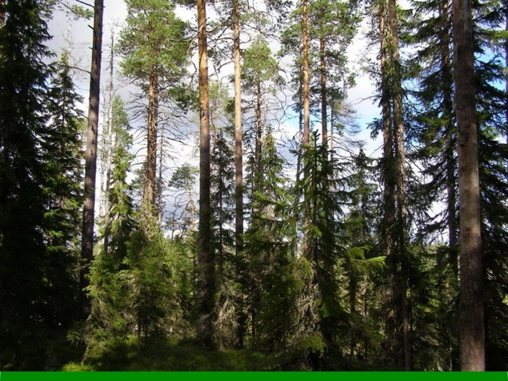 Лесные ресурсы сайт. Лесные ресурсы. Лес богатство России. Лес природный ресурс Россия. Лесные ресурсы лесопользования.