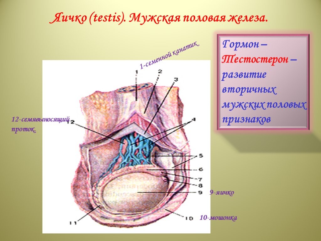 1 мужские половые железы. Яичко мужская половая железа. Мужские половые железы яички. Мужская половая железа яичко анатомия. Половые железы семенники.
