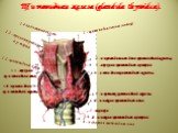 oculomo-tor nerve: 9-infundibulum; 10-pars infundibulan's (infundibulum) of pituitary gland; 11-pituitary gland; 12-optic chiasm; 13-anterior (white) commissure. Щитовидная железа (glandula thyroidca). 2-пирамидальная доля щитовидной железы; 3-верхняя щитовидная артерия. 4-левая доля щитовидной желе