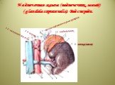 Надпочечная железа (надпочечник, левый) (glandula suprarenalis). Вид спереди. 1-надпочечник 5-почка (левая) 14-аорта. 12-нижняя полая вена. 17-верхние надпочечниковые артерии.