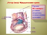 superior part of duodenum; 16-superior pancreaduodenal artery; 17-pyloric part of stomach; 18-inferior vena cava; 19-aorta. Яичко (testis). Мужская половая железа. 1-семенной канатик. 12-семявыносящий проток. 9-яичко 10-мошонка. Гормон – Тестостерон – развитие вторичных мужских половых признаков