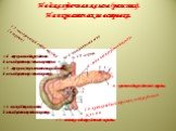 Поджелудочная железа (pancreas). Панкреатические островки. 19-аорта. 18-нижняя полая вена. 17-пилорический отдел желудка (отрезан). 16-верхняя поджелудочно-двенадцатиперстная артерия. 15-верхняя (горизонтальная) часть двенадцатиперстной кишки. 14-нисходящая часть двенадцатиперстной кишки. 13-головка