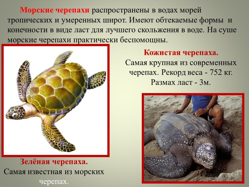 Текст про черепаху. Сообщение о черепахе. Описание черепахи. Сообщение о морской черепахе. Морские черепахи презентация.