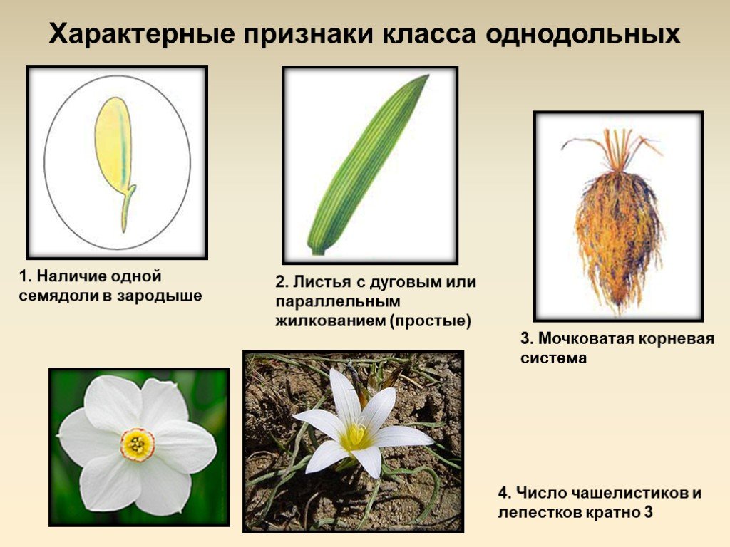 Количество лепестков кратно 3. Нарцисс однодольное или двудольное. Семейства однодольных растений. Характерные признаки класса Однодольные. Класс Однодольные растения.