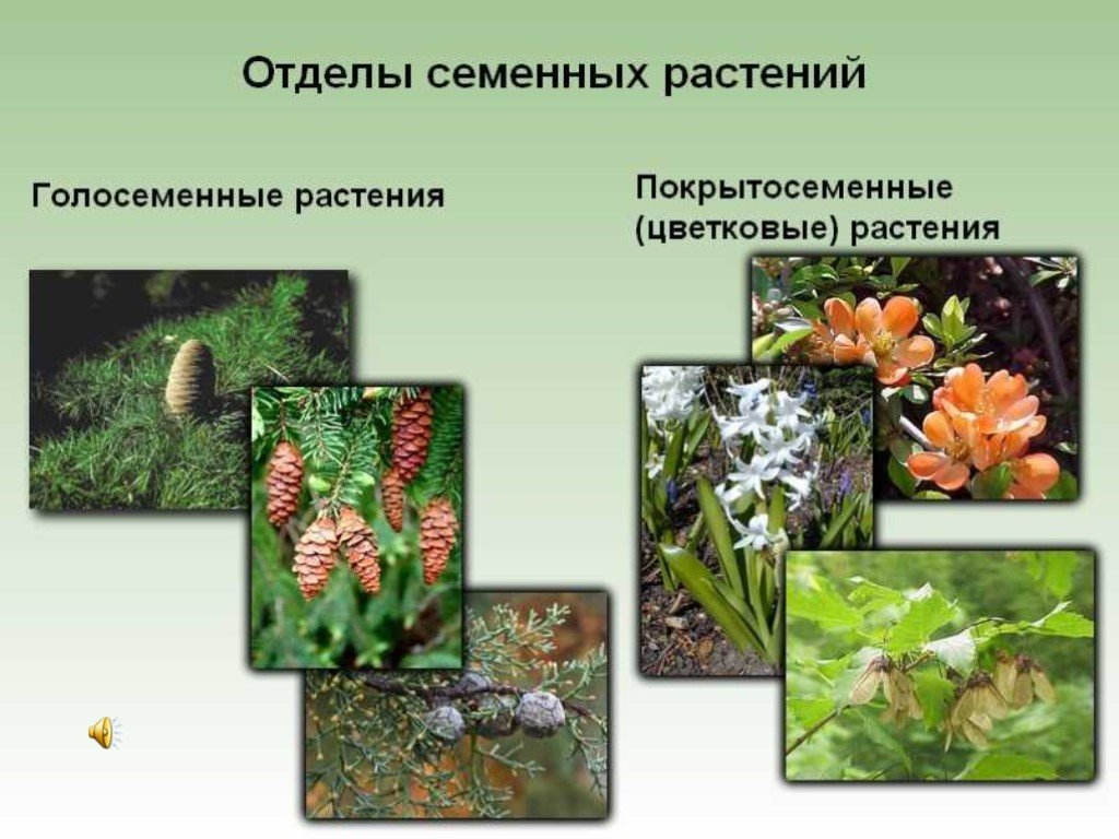 Семенные растения примеры организмов. Голосеменные растения и Покрытосеменные растения. Семенные цветковые растения. Отделы семенных растений. Споровые Голосеменные Покрытосеменные.
