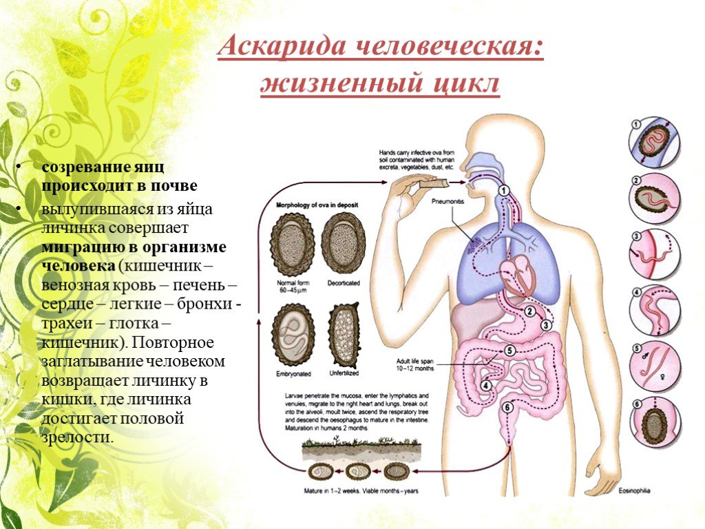 В каких органах личинки аскариды