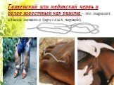 Гвинейский или мединский червь и более известный как ришта - это паразит класса нематод (круглых червей).