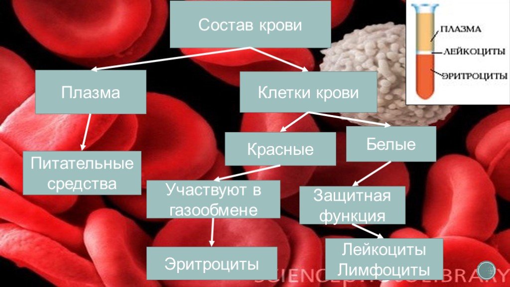 Кровь биология 11 класс. Строение крови. Состав крови. Состав и функции крови.