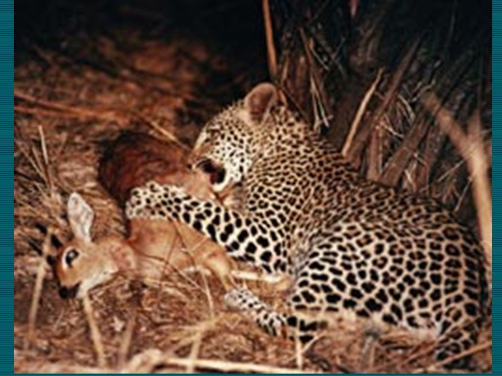 Хищничество отношения примеры. Биотические факторы хищничество. Леопард и косуля. Биотические факторы животные. Хищные животные примеры.