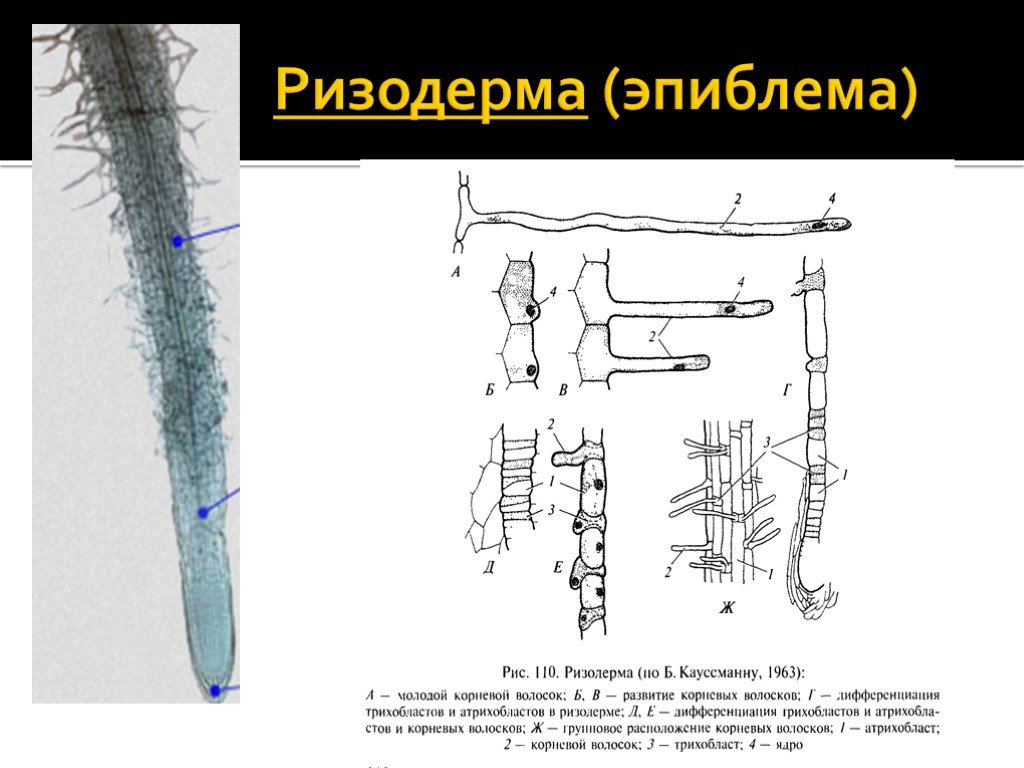 Эпиблема корня. Покровная ткань ризодерма. Эпиблема: строение, расположение, функции.. Эпиблема ризодерма. Ризодерма корневые волоски.