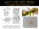 Веламен (от лат velo - покров) – многослойная, серебристо-белая поверхностная ткань воздушных придаточных корней эпифитов, состоящая из мертвых клеток со спиральными или сетчатыми утолщениями с внутренних сторон оболочек. Воздушный корень орхидеи