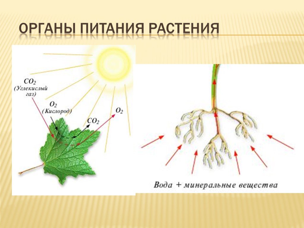 Воздушное питание фотосинтез презентация