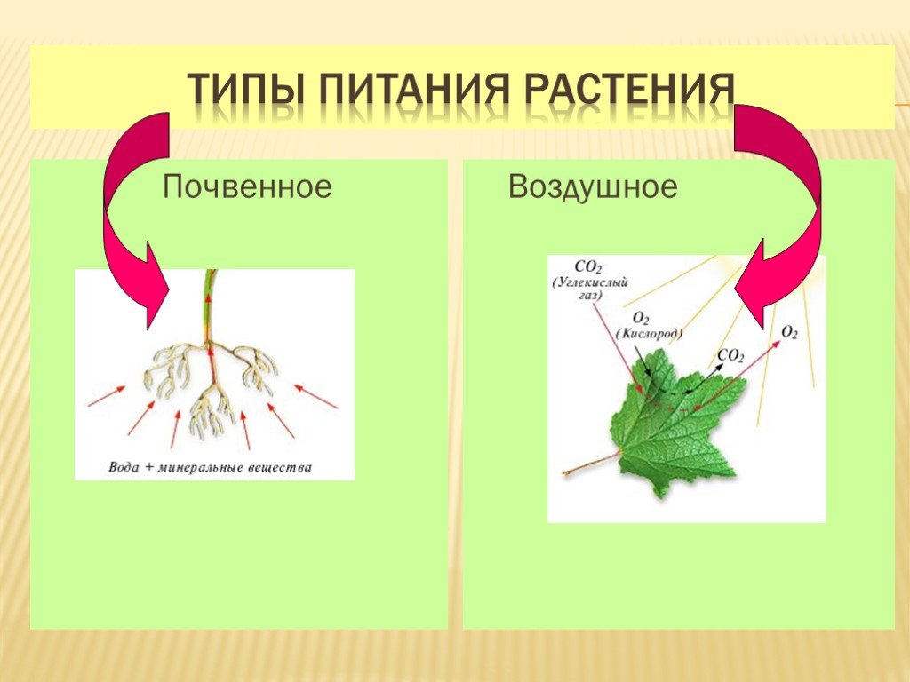 Проект на тему питание растений