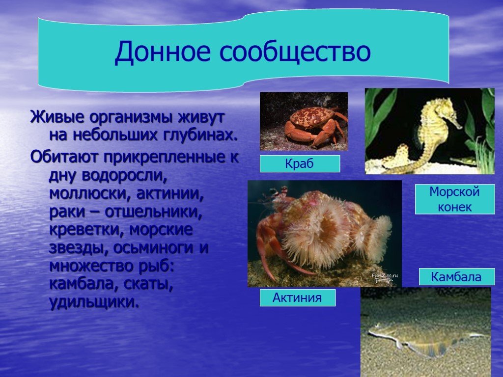 Приспособление живых организмов в океане. Донное сообщество обитатели. Организмы обитающие в морях и океанах. Прикрепленные организмы океана. Организмы донного сообщества.