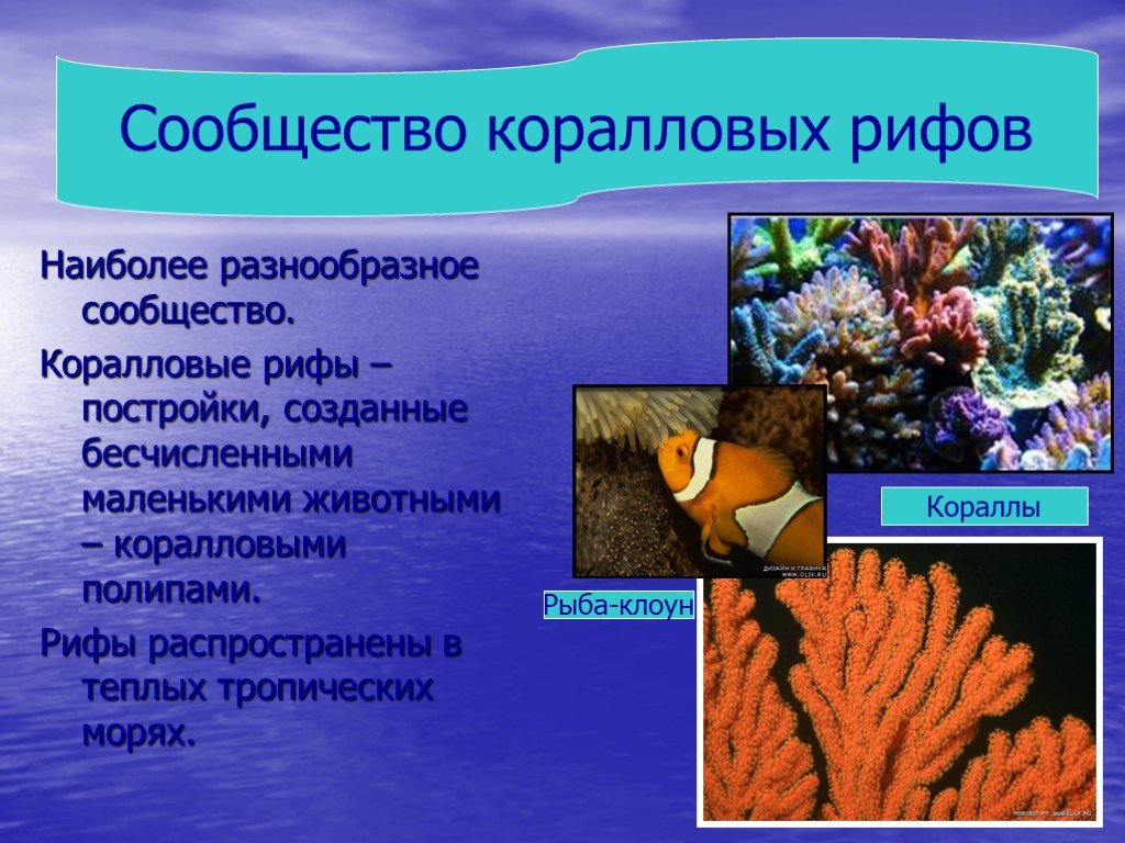 Сообщество кораллового рифа. Представители кораллового рифа. Коралловое сообщество обитатели. Коралловые рифы презентация.