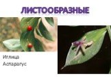 листообразные Иглица Аспарагус