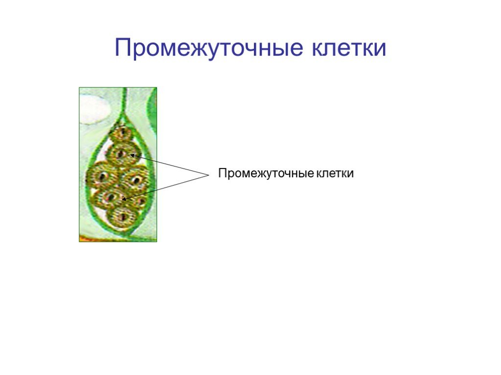 Промежуточные клетки. Промежуточные клетки гидры. Строение промежуточной клетки гидры. Промежуточные клетки гидры рисунок. Промежуточные клетки кишечнополостных.