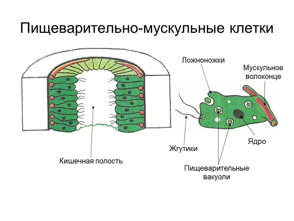 Мускульные клетки. Пищеварительно мускульные клетки гидры. Строение пищеварительной клетки гидры. Пищеварительно мускульные клетки кишечнополостных. Кожно мускульные клетки кишечнополостных.