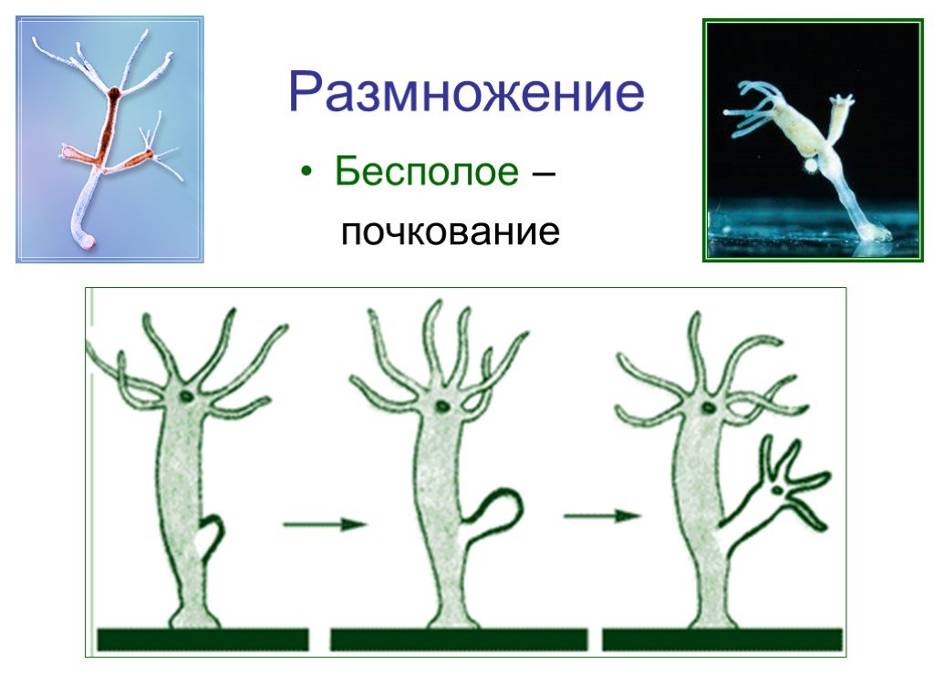 Бесполое размножение кишечнополостных происходит