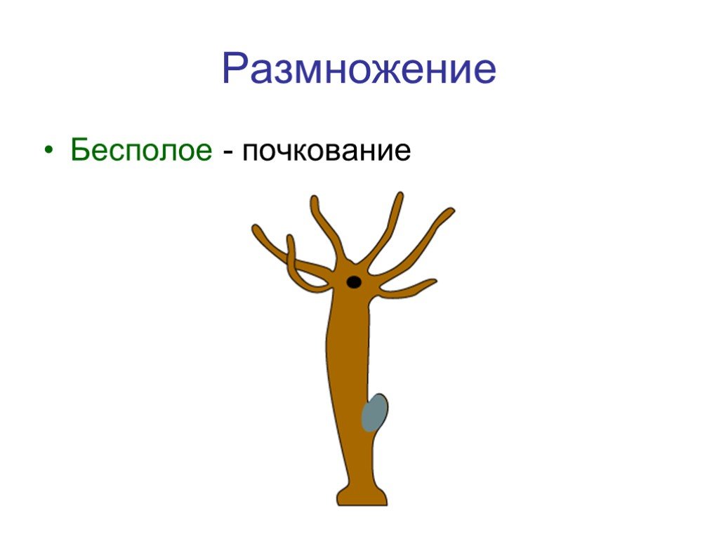 Почкование кишечнополостных. Почкование гидры это бесполое размножение. Бесполое размножение гидры. Размножение гидры почкование. Почкование бесполое размножение.