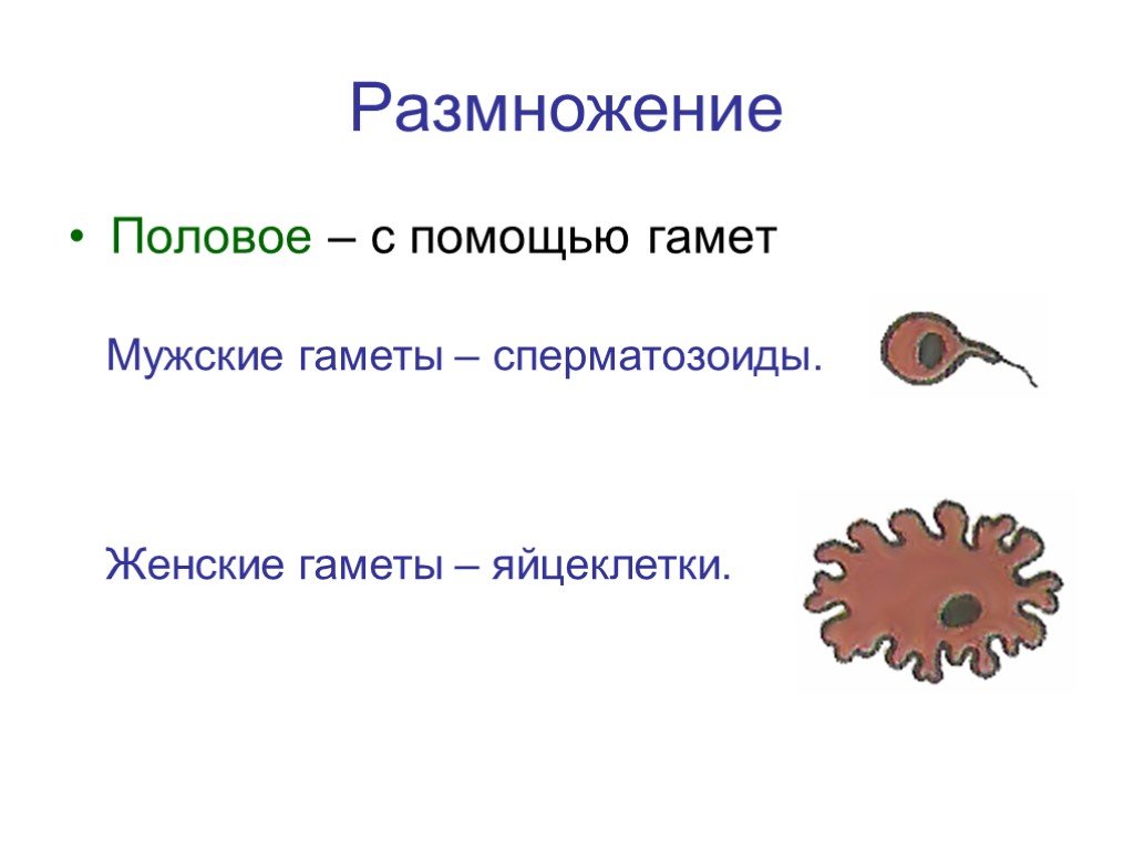 Мужские и женские гаметы. Половые клетки гидры. Половые клетки гидры строение. Строение яйцеклетки гидры. Рисунок половых клеток гидры.