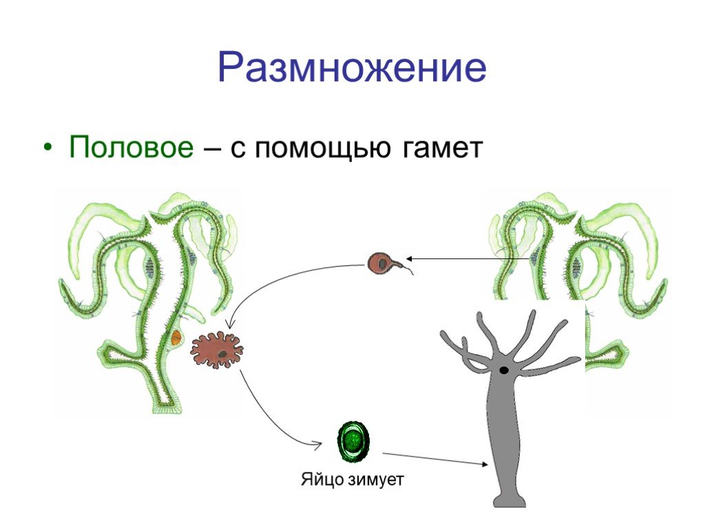 Каким способом размножаются кишечнополостные. Кишечнополостные гидра размножение. Размножение гидры половым. Цикл развития гидры. Гаметы гидры.