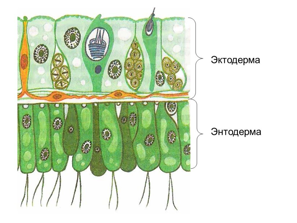 Клетки эктодермы. Эктодерма и энтодерма кишечнополостных. Клетки эктодермы и энтодермы гидры. Клетки эктодермы кишечнополостных. Строение энтодермы гидры.
