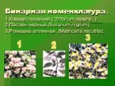 Бинарная номенклатура . 1.Клевер ползучий.( Trifolium repens. ) 2.Паслен черный.(Solanum nigrum). 3.Ромашка аптечная .(Matricaria recutita). 3 2 1