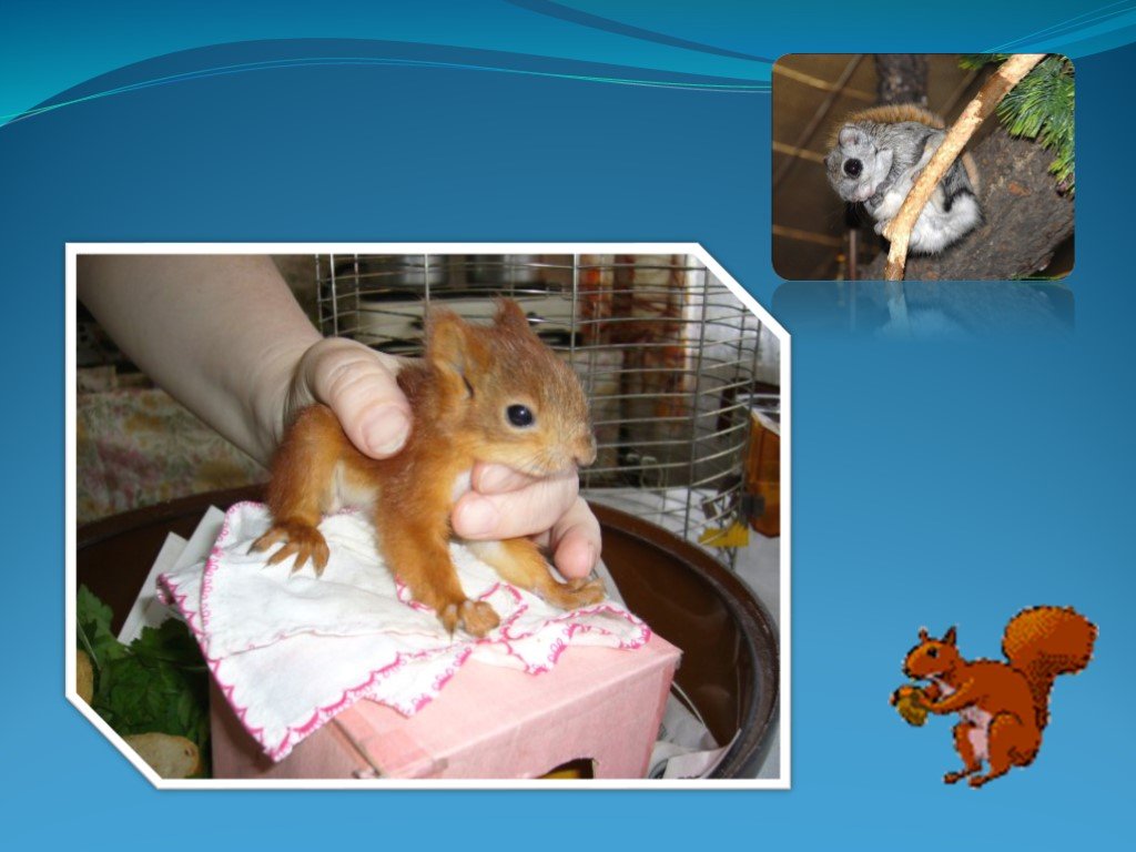 Биология белки обыкновенной. Новорожденный Бельчонок и мышонок отличия. Чем отличается белка от мышей.