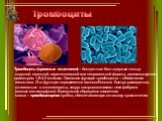 Тромбоциты. Тромбоциты (кровяные пластинки) – бесцветные безъядерные тельца округлой, овальной, веретеновидной или неправильной формы, двояковыпуклые, диаметром 1,8-4,0 мк4мкм. Основная функция тромбоцитов – обеспечение гемостаза. Эта функция определяется их способностью быстро распадаться, склеиват