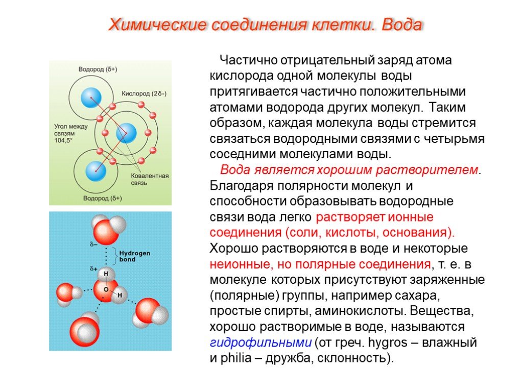 Группы элементов клетки. Клетка состоит из атомов. Клетка состоит из молекул. Химические соединения клетки. Живая клетка состоит из атомов.