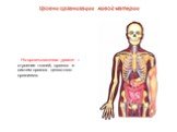 На организменном уровне – строение тканей, органов и систем органов целостного организма.