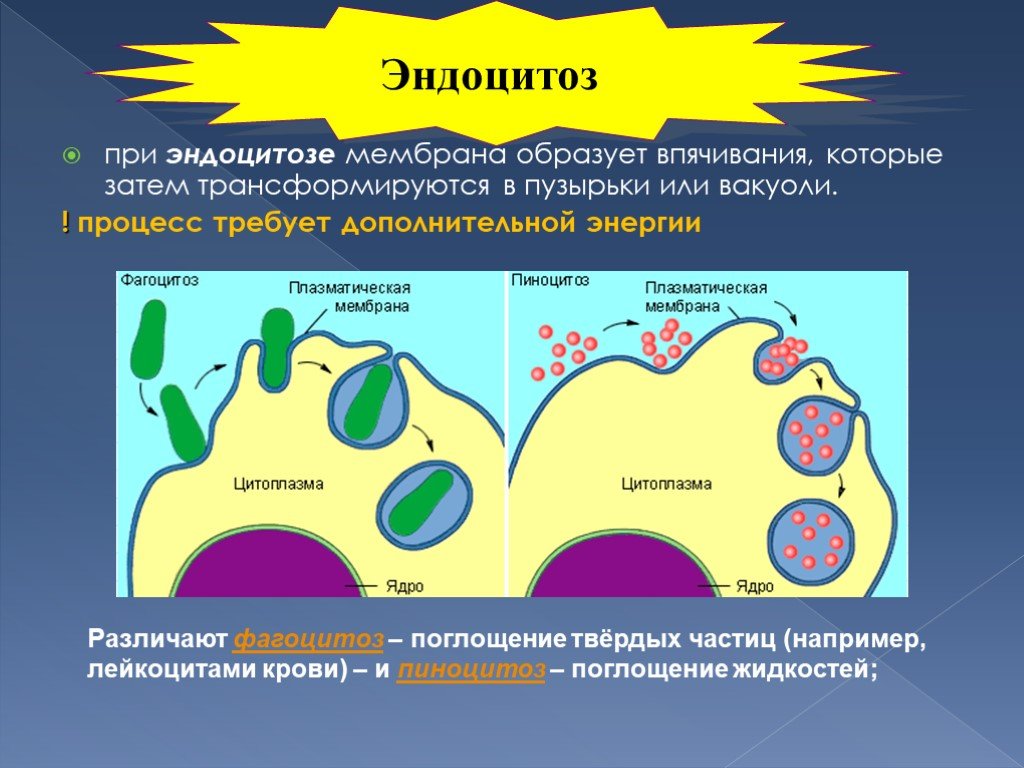 Поглощение клеткой твердых пищевых частиц. Эндоцитоз процесс. Пиноцитоз. Плазматическая мембрана эндоцитоз. Строение клетки эндоцитоз.