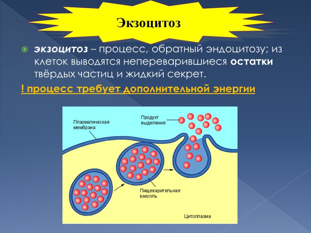 Захват мембраной клетки твердых частиц. Экзоцитоз клеточная мембрана. Процесс экзоцитоза. Эндоцитоз и экзоцитоз мембран. Эндоцитоз и экзоцитоз.