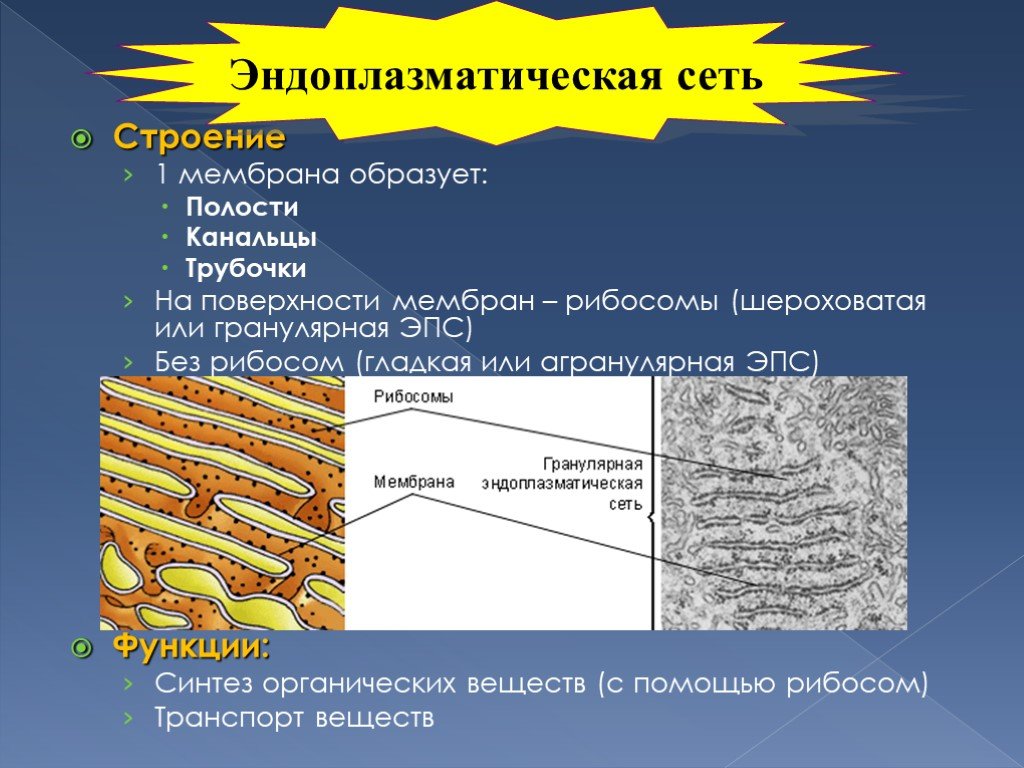 Мембрана эндоплазматической сети функции. Гладкая эндоплазматическая сеть мембраны. Гранулярная эндоплазматическая сеть структура. Эндоплазматическая сеть гладкая и шероховатая. Шероховатая ЭПС строение.