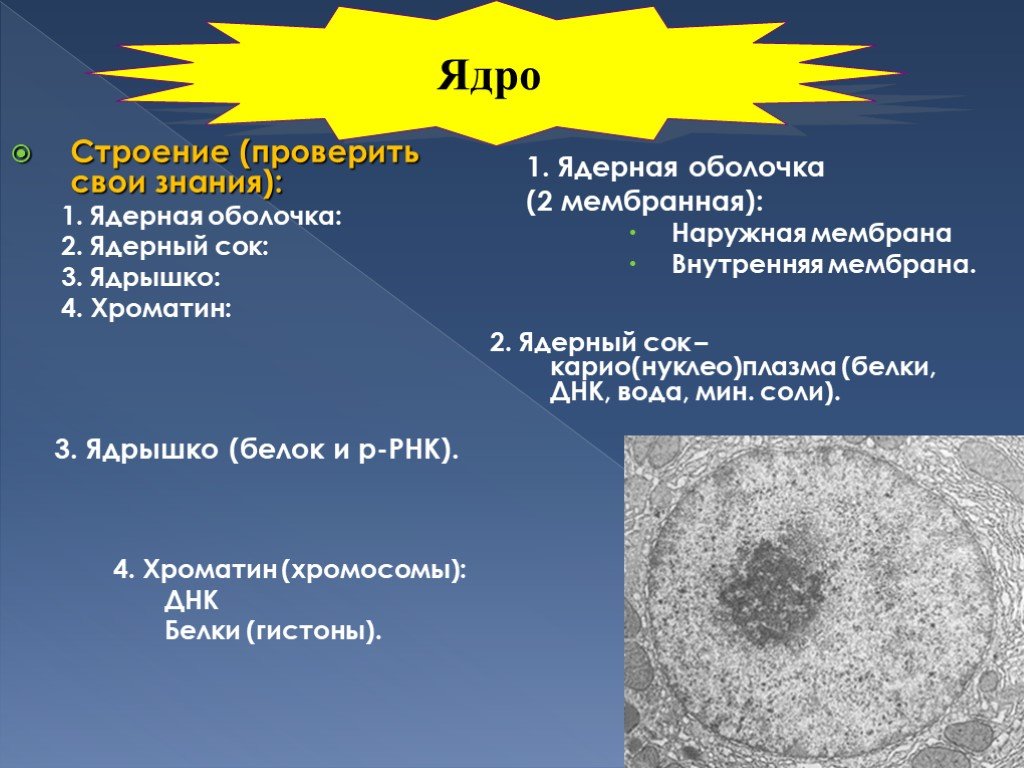 1 ядерная оболочка