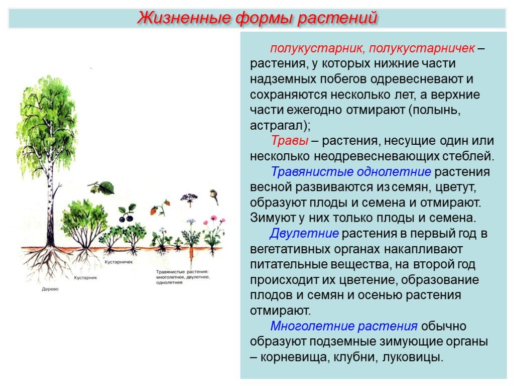 Срок жизни растения. Многообразие жизненных форм растений 6 класс биология таблица. Жизненная форма растения травянистое кустарник дерево. Жизненные формы побегов схема. Таблица по биологии 7 класс жизненные формы растений.