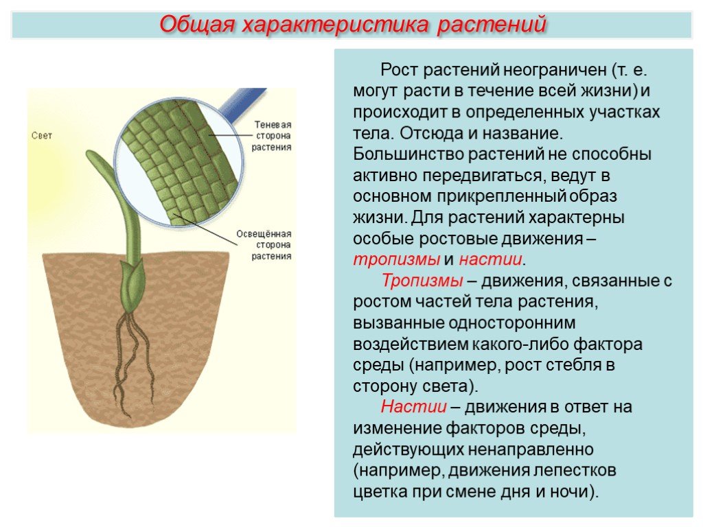 Признаки описывающие рост растения. Неограниченный рост растений. Регуляция процессов жизнедеятельности растений. Регуляция у растений 6 класс биология. Регуляция процессов в растительной клетке.