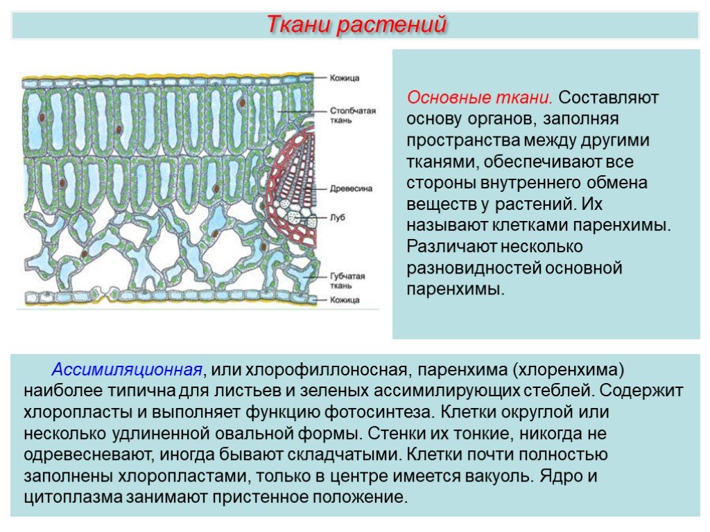 Какая основная ткань. Основная ткань растений ассимиляционная. Основная ткань растений паренхима. Основная ткань ассимиляционная воздухоносная и. Ткани растений паренхима ткань.