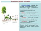 Жизненные формы растений. Жизненная форма – внешний вид растения, возникший в результате естественного отбора в определенных условиях среды. Основными жизненными формами растений являются: дерево – многолетнее растение с одним одревесневшим стволом, сохраняющимся на протяжении всей его жизни; кустар