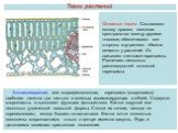 Ассимиляционная, или хлорофиллоносная, паренхима (хлоренхима) наиболее типична для листьев и зеленых ассимилирующих стеблей. Содержит хлоропласты и выполняет функцию фотосинтеза. Клетки округлой или несколько удлиненной овальной формы. Стенки их тонкие, никогда не одревесневают, иногда бывают складч