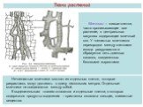 Нечленистые млечники состоят из отдельных клеток, которые разрастаясь могут достигать в длину нескольких метров. Отдельные млечники не соединяются между собой. К выделительным тканям относятся и отдельные клетки, в которых содержатся продукты выделения – кристаллы оксалата кальция, слизистые веществ