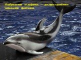 Изображения дельфинов — распространённое украшение фонтанов.