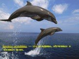 Боевые дельфины — это дельфины, обученные в военных целях.